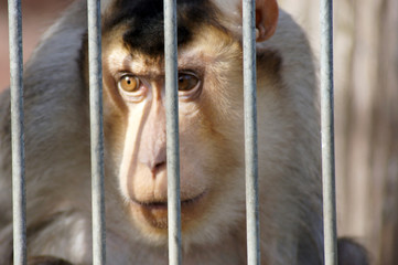 Affe in Gefangenschaft in einem Tierpark