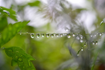 雫・雨上がりの植物
