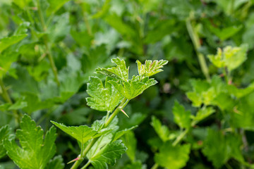 Fresh green gooseberry twigs with leaves on a branch of a bush in the garden in summer.