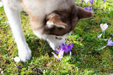 Naklejka na ściany i meble Siberian husky dog sniffs spring crocuses outdoor.