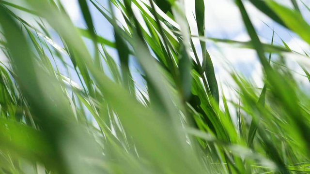 Close up of green grass swaying in the wind. Long lush grass blowing in wind. Slow motion. HD
