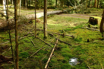 Sturmholz im Schwarzwald