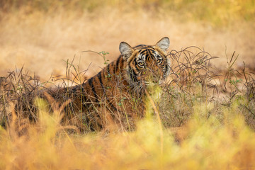 Royal bengal tiger pose with beautiful background. Amazing tiger in the nature habitat. Wildlife...