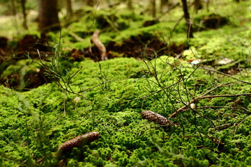 Waldboden
