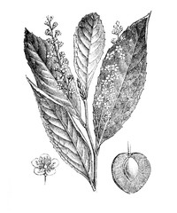 Prunus laurocerasus (Cherry laurel) Antique illustration from Brockhaus Konversations-Lexikon 1908