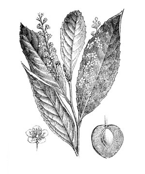 Prunus laurocerasus (Cherry laurel) Antique illustration from Brockhaus Konversations-Lexikon 1908