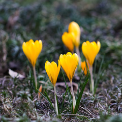 The first yellow crocuses in the spring garden