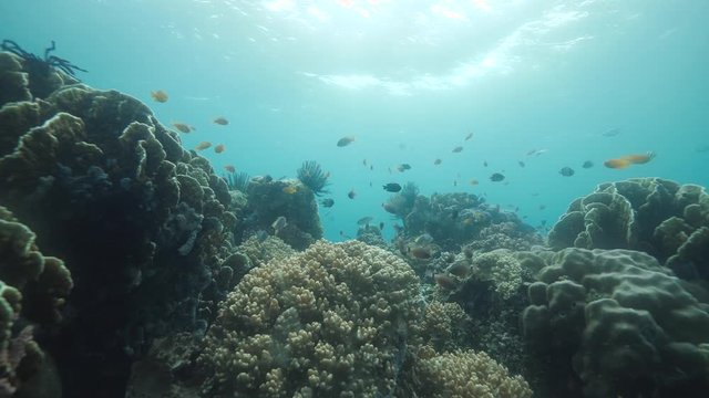 Underwater scene in the blue ocean with fishes swimming aaround colorful corals.