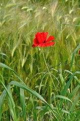 Poppy in a ield of  barley in Brittany