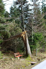 Sturmschaden im Schwarzwald
