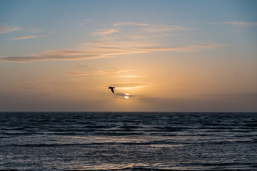 seabirds at sunset in denmark