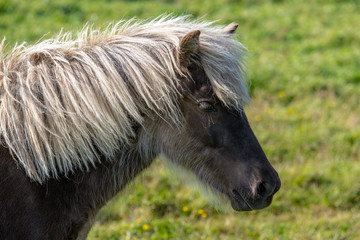 Close up portrait of a beautiful silver dapple colored Icelandic horse