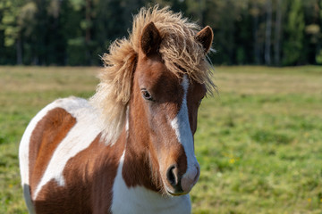 Obraz premium Close up portrait of a cute pinto colored Icelandic horse foal
