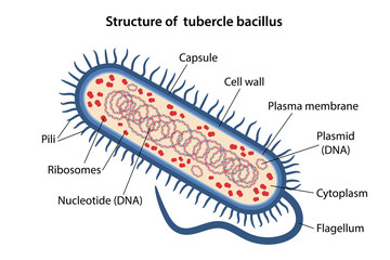 Structure of tubercle bacillus with corresponding designations. Microbiology. Vector illustration in flat style isolated over white background. - obrazy, fototapety, plakaty