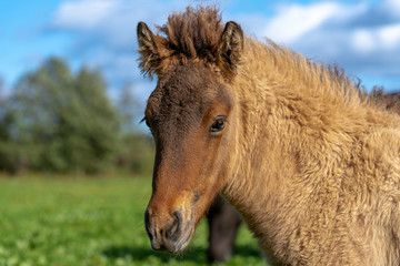 Naklejka na ściany i meble Portrait of a sweet and adorable Icelandic horse foal glowing in yellow sunlight