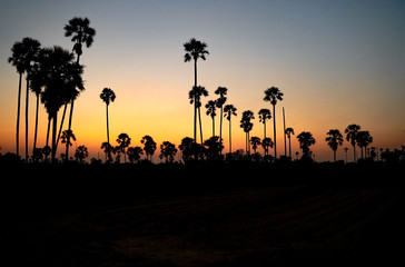 Sugar palm and rice filed rural rice field, silhouette sunset sugar palm trees in Thailand.