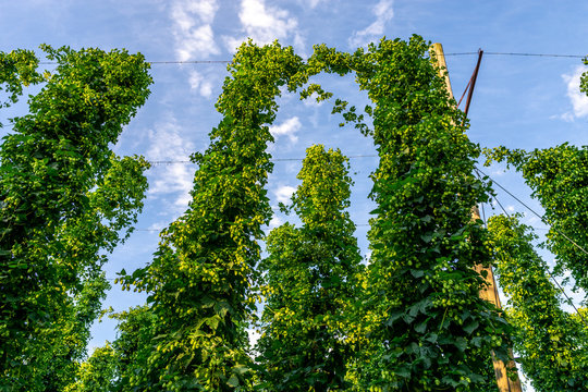 Green hops field. Fully grown hop bines. Hops field in Bavaria Germany. Hops are main ingredients in Beer production