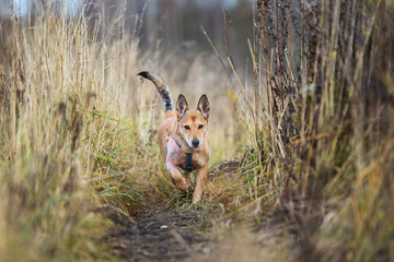 Excited dog running on trail in countryside