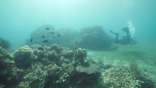 A scuba diver swimmig in tropical ocean abundant in corals and fish.