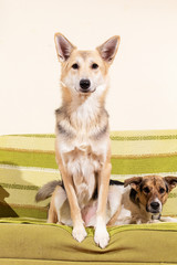 Dogs and sleeping cat resting on sofa