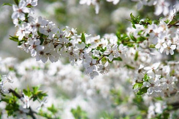 Beautiful flowering tree In the spring. Flowers in April time in the sun. Stock background in nature