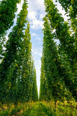 Green hops field. Fully grown hop bines. Hops field in Bavaria Germany. Hops are main ingredients...