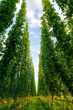 Green hops field. Fully grown hop bines. Hops field in Bavaria Germany. Hops are main ingredients in Beer production