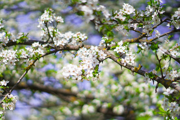 Beautiful flowering tree In the spring. Flowers in April time in the sun. Stock background in nature