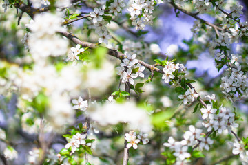 Beautiful flowering tree In the spring. Flowers in April time in the sun. Stock background in nature
