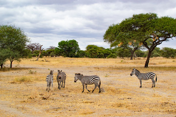 Fototapeta na wymiar Group of zebras on the yellow savanna of Tarangire National Park, in Tanzania, with acacias at the background
