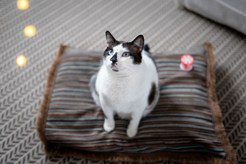 gato blanco y negro de ojos azules sobre una almohada, mira hacia arriba donde hay una fila de...