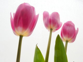 Naklejka premium tre tulipani rosa