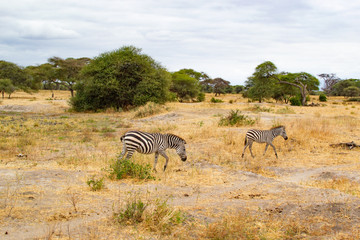 Fototapeta na wymiar Two zebras on the yellow savanna of Tarangire National Park, in Tanzania, with acacias at the background
