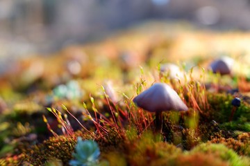 undergrowth 4 © Mateusz