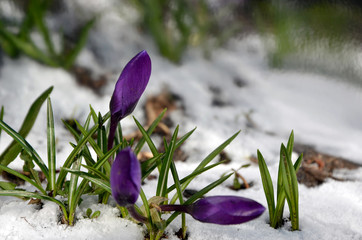 purple crocus in the snow