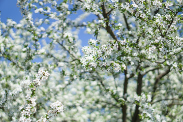 Obraz premium Beautiful flowering tree In the spring. Flowers in April time in the sun. Stock background in nature