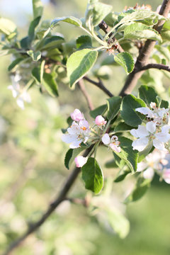 vertical photo of a flowering branch of an apple tree
