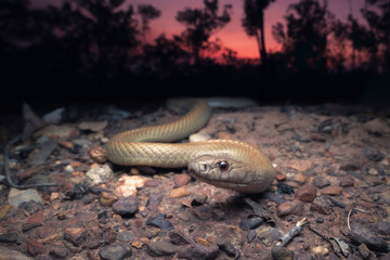 Fototapeta premium Wild Pygmy mulga snake (Pseudechis weigeli) on grit road at dusk in northern Australia