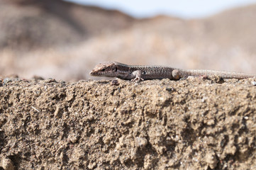 sunbathing