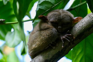 Sleepy tarsier with closed eyes in shade of leaf, small primate, on branch in nature, Bohol, Philippines