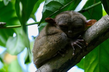 Sleepy tarsier with closed eyes in shade of leaf, small primate, on branch in nature, Bohol,...
