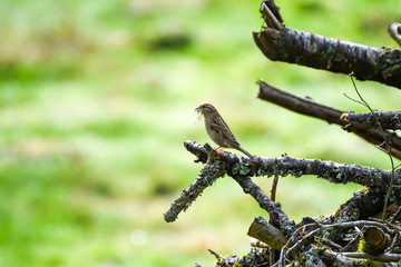 sparrow on a branch, collection nesting material
