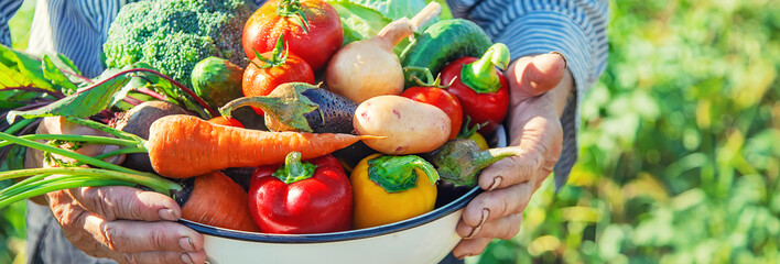 grandmother in the garden with vegetables in their hands. Selective focus.