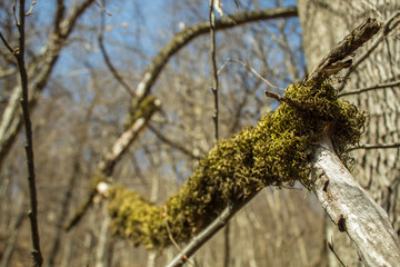 fresh moss on a tree