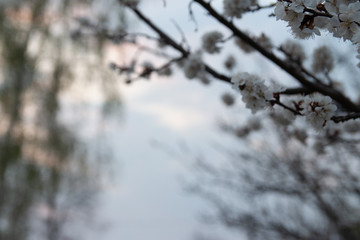 cherry branch with white flowers blooming in early spring in the garden. cherry branch with flowers, early spring. at sunset of the day, the setting sun shines on a branch