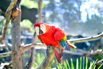 colorful parrot on a branch