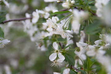 cherry branch with white flowers blooming in early spring in the garden. cherry branch with flowers, early spring. at sunset of the day, the setting sun shines on a branch