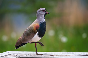 The tero (Vanellus chilensis), also called leque, lapwing, caraway, pellar, queltehue and triel, among many other common names, is a bird of the genus Vanellus