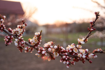 cherry branch with white flowers blooming in early spring in the garden. cherry branch with flowers, early spring. at sunset of the day, the setting sun shines on a branch