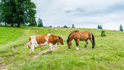Fototapeta na wymiar cows and horse on a mountain meadow, Pieniny, Poland